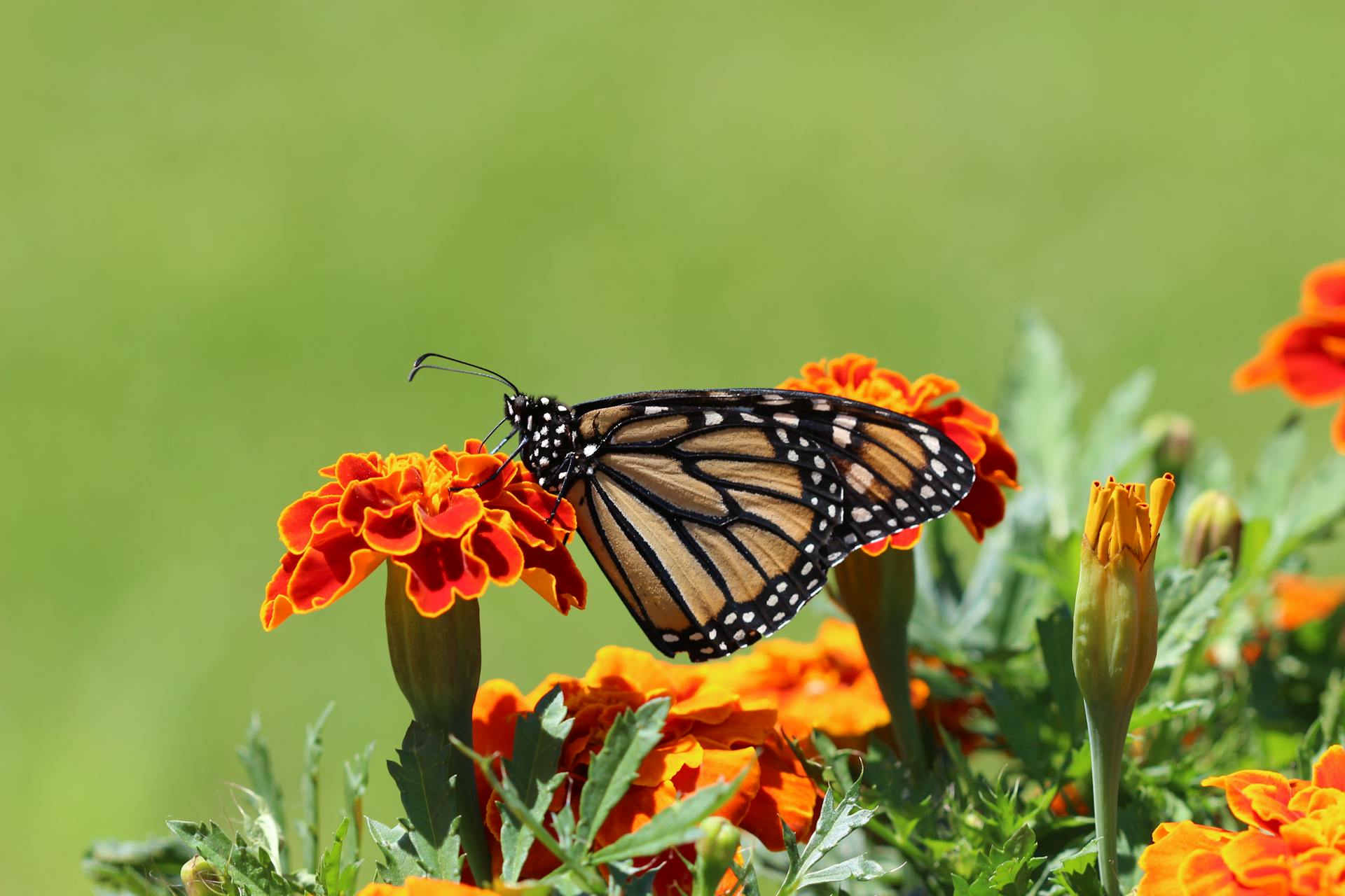 Borboleta Danaus